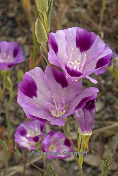 ãClarkia williamsoniiãçåçæå°çµæ