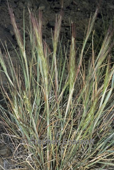 elymus elymoides 1 graphic