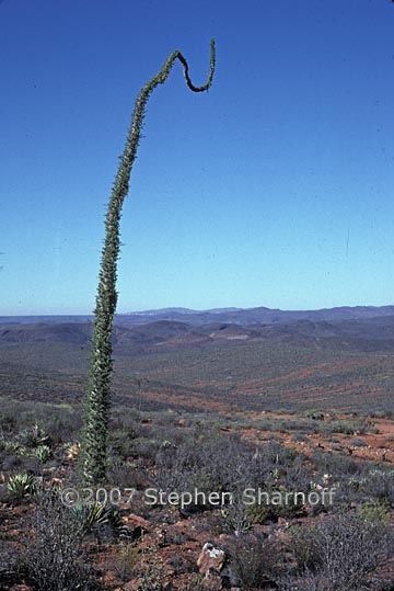 fouquieria columnaris 1 graphic