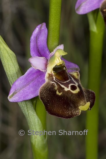ophrys scolopax 2 graphic