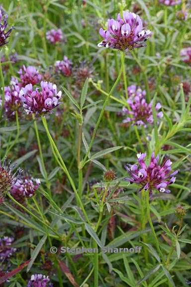 trifolium willdenovii 7 graphic