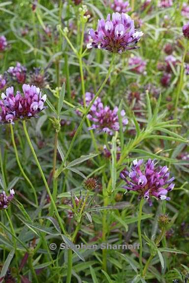 trifolium willdenovii 8 graphic