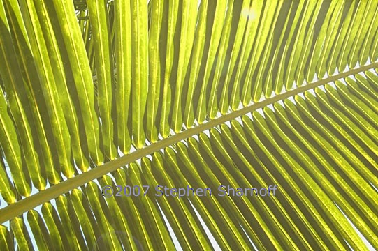 palm branches 1 graphic