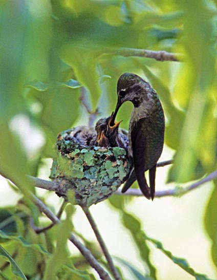 Different species find mates, Different species find mates,