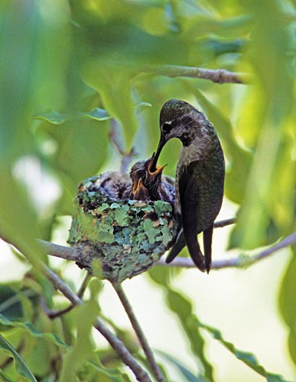 Different species find mates, build nests, lay eggs, and raise their young 