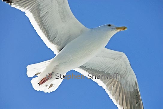 seagull 2 graphic