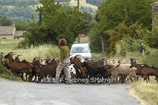 goat crossing graphic