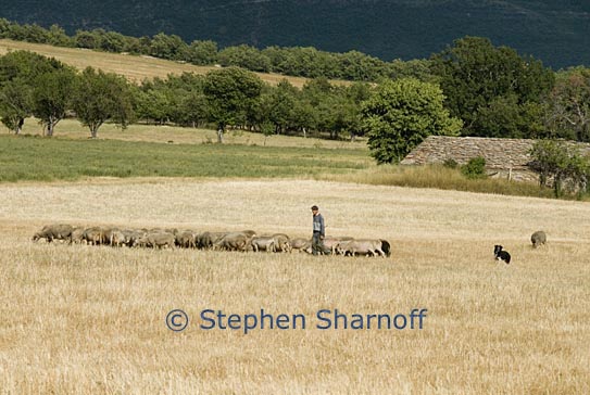sheep shepherd graphic