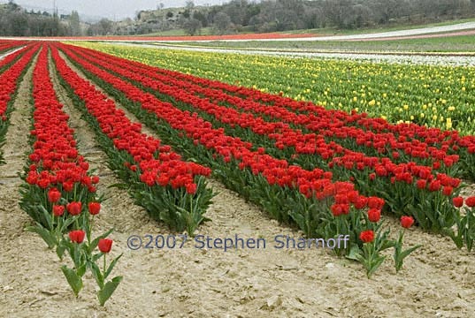 tulip field graphic