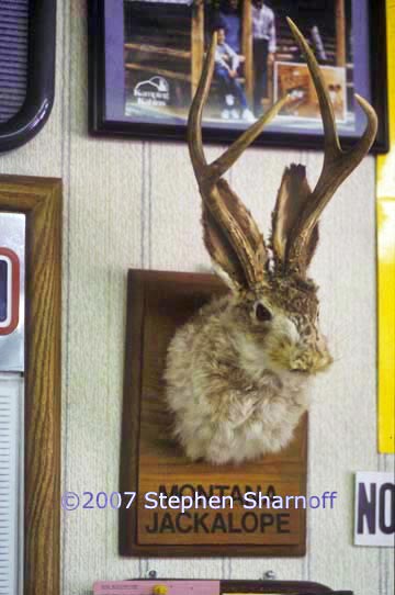 jackalope graphic