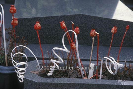 poppies graphic