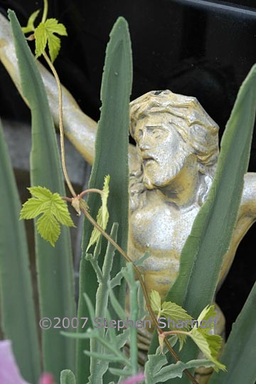 jesus plants graphic