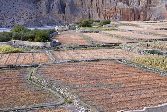 mustang chusang fields graphic