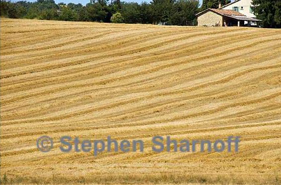 wheat field provence 1 graphic