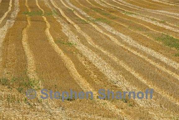 wheat field provence 2 graphic