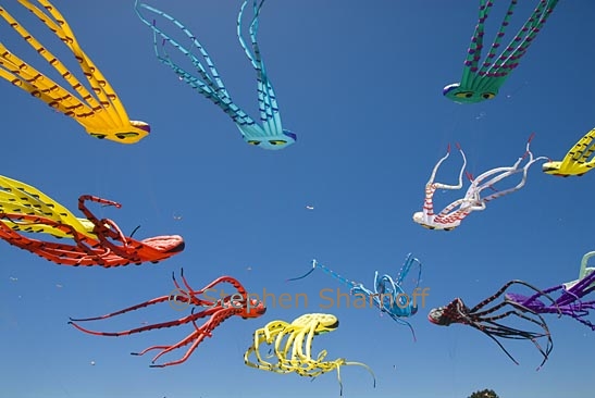 octopus kites 6 graphic