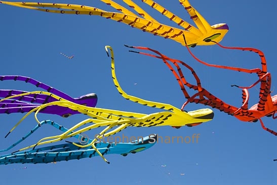 octopus kites 7 graphic