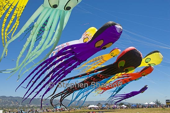 octopus kites 9 graphic