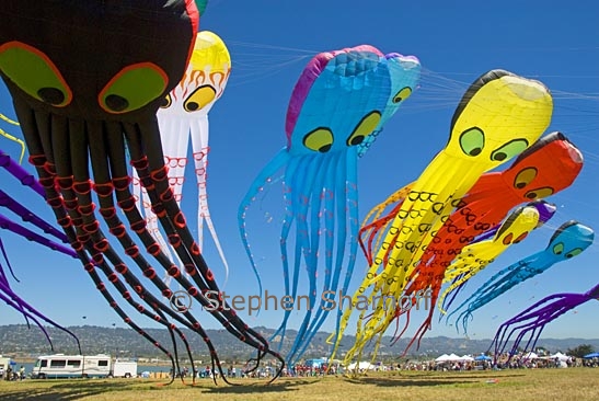 octopus kites 10 graphic