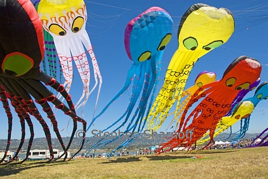 octopus kites 11 graphic