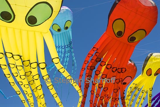 octopus kites 13 graphic