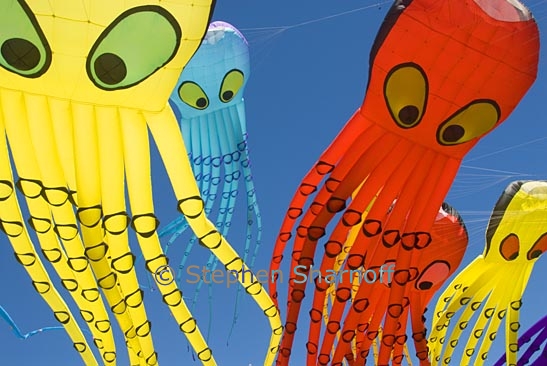 octopus kites 13 graphic