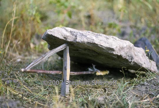 mexican rodent trap graphic