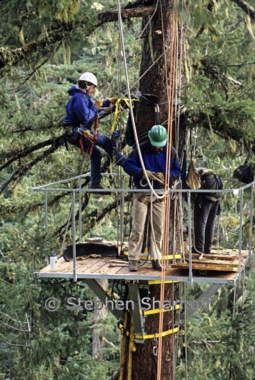 canopy platform 1 graphic