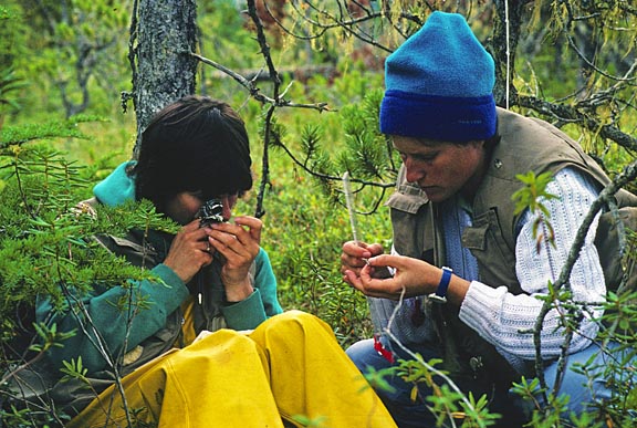 examining lichens 1 graphic