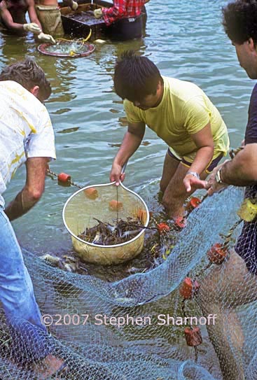 harvesting prawns 1 graphic