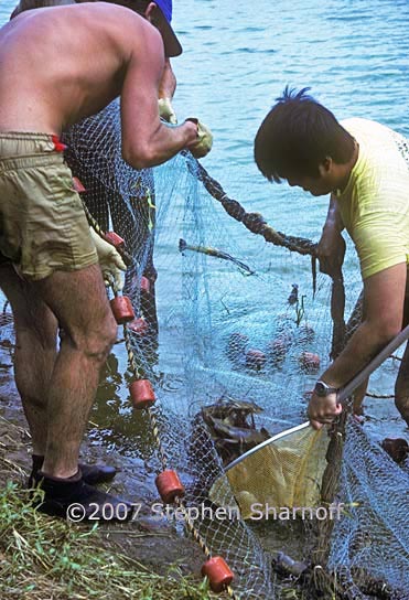 harvesting prawns 2 graphic