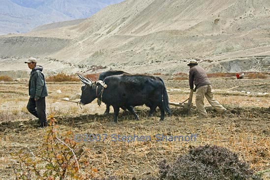 plowing with oxen graphic