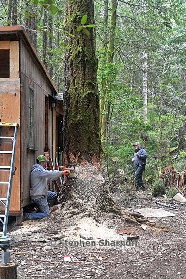 tree felling 1 graphic