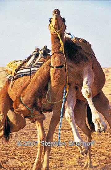 camels fighting graphic