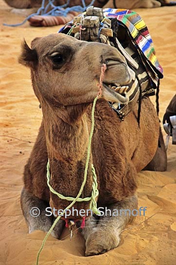 camel resting graphic