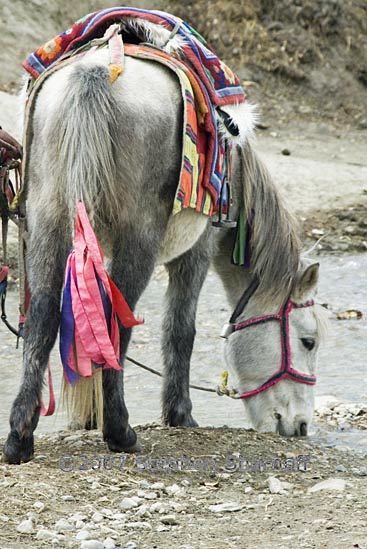 horse lm graphic