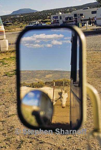 horse mirror graphic