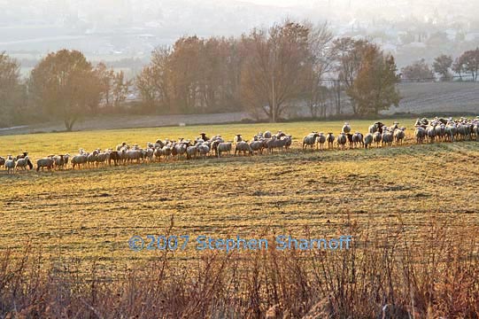 sheep in field graphic