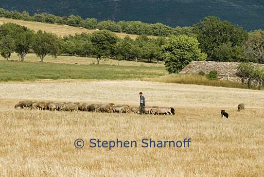 sheep and shepherd graphic
