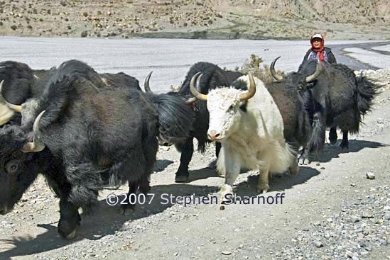 yaks graphic