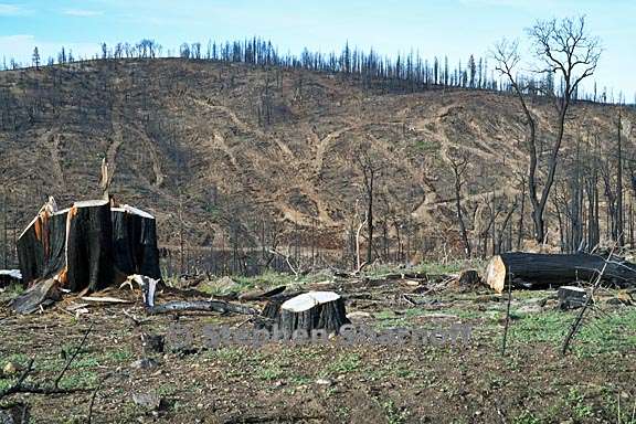 post fire salvage logging 2 graphic