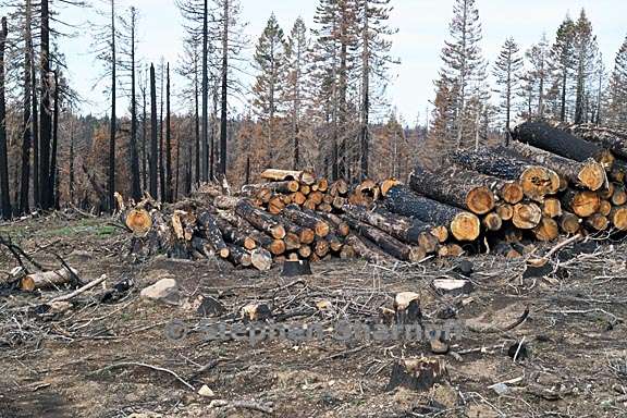 post fire salvage logging 3 graphic