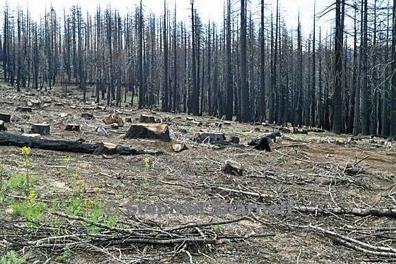 post fire salvage logging 4 graphic