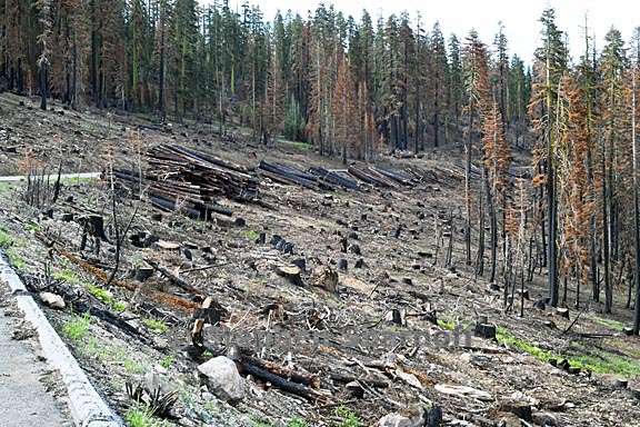 post fire salvage logging 1 graphic