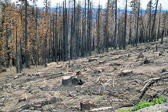 post fire salvage logging 5 graphic