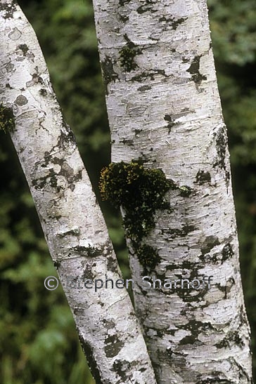 alder trunk clean graphic