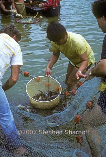 fish farming 1 graphic