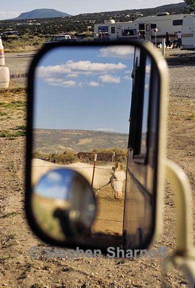 horse in mirror graphic