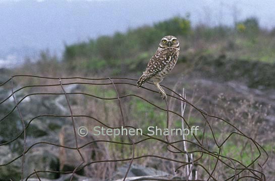 owl on fence 1 graphic