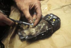 boreal owl banding thumbnail graphic